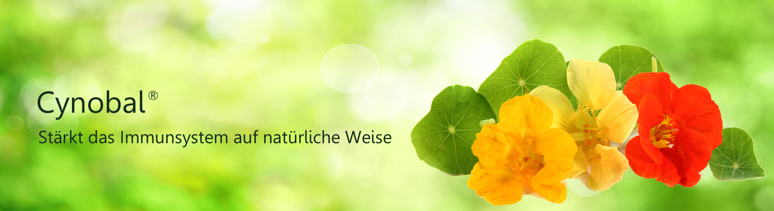 Header Cynobal, Abbildung Kapuzinerkresse