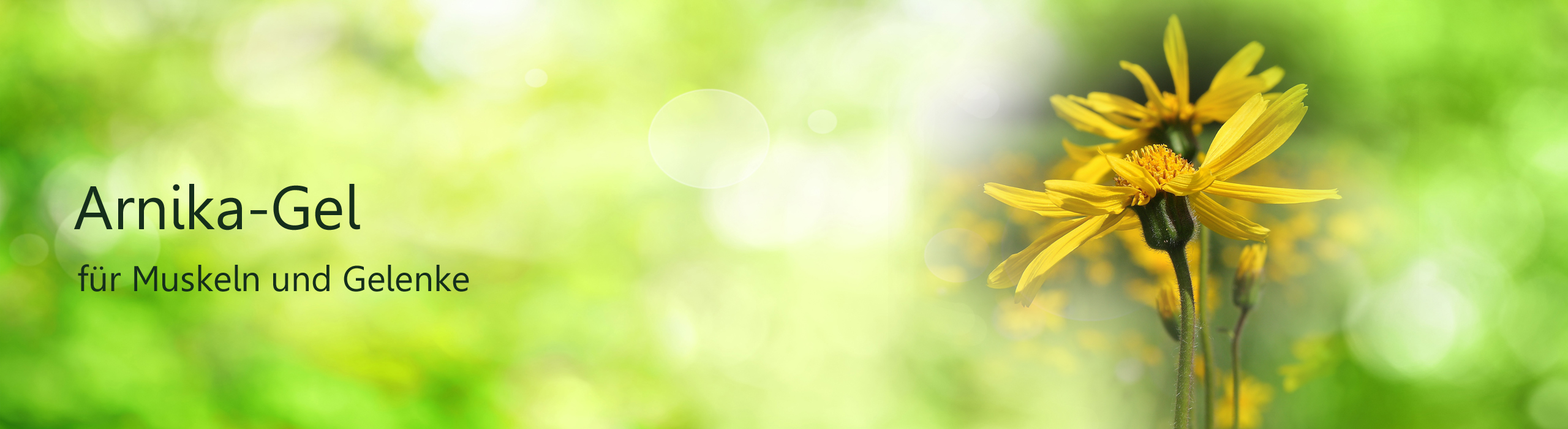 Header Arnika-Gel, Abbildung Arnika