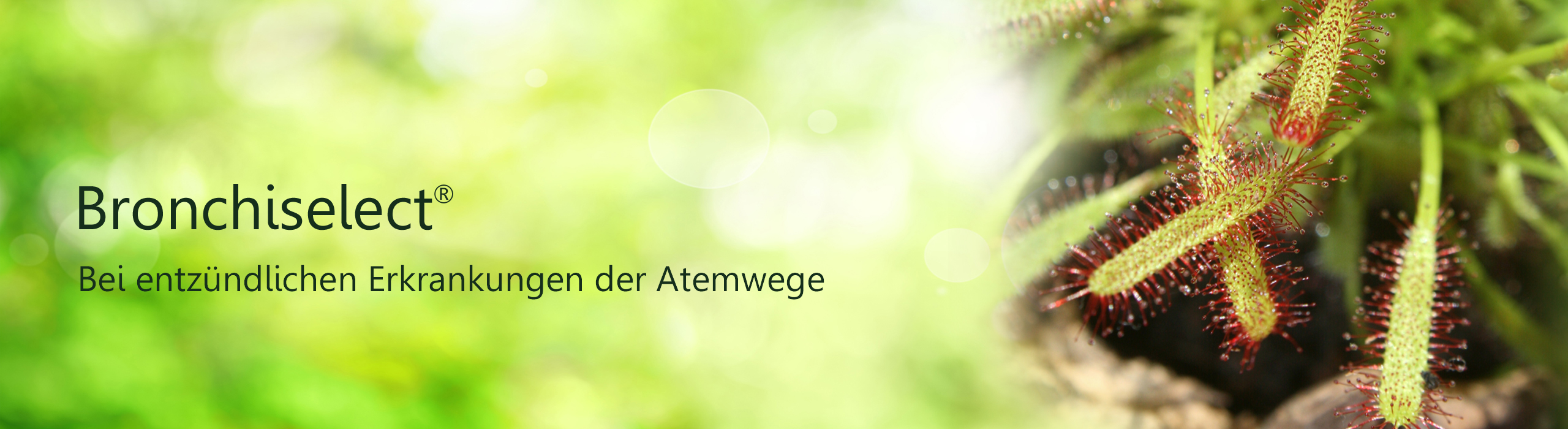 Header Bronchiselect, Abbildung Sonnentau