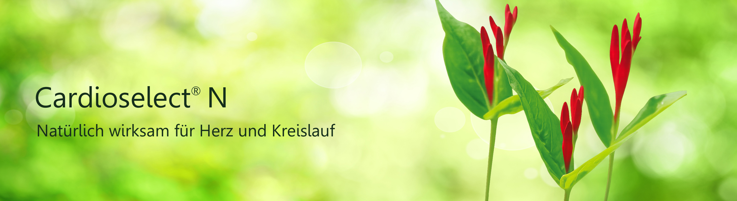 Header Cardioselect N, Abbildung Spigelia