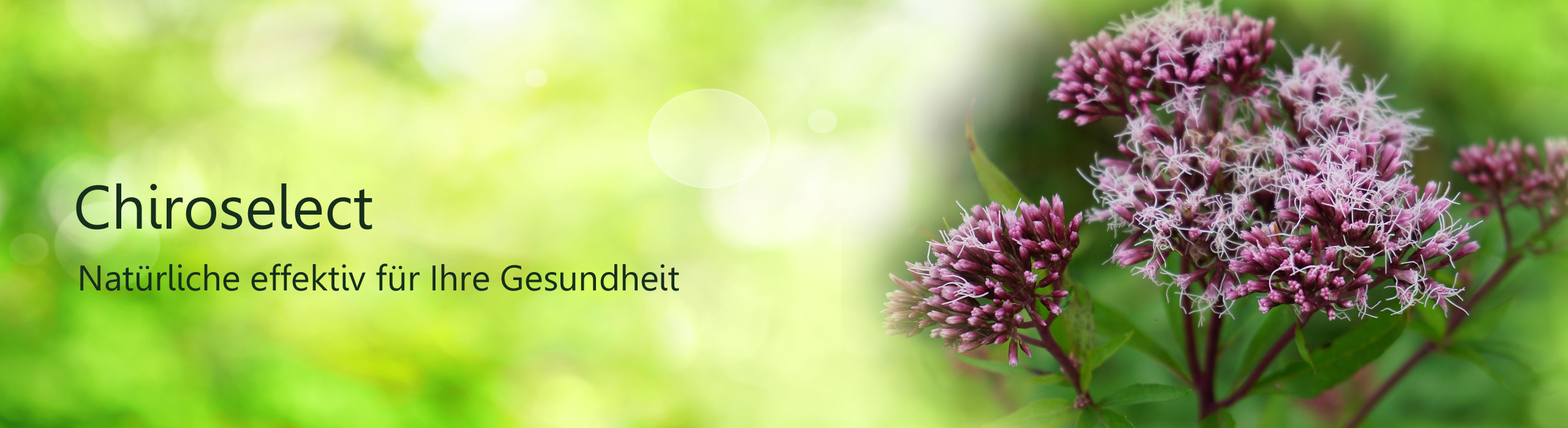 Header Chiroselect, Abbildung Wasserdost