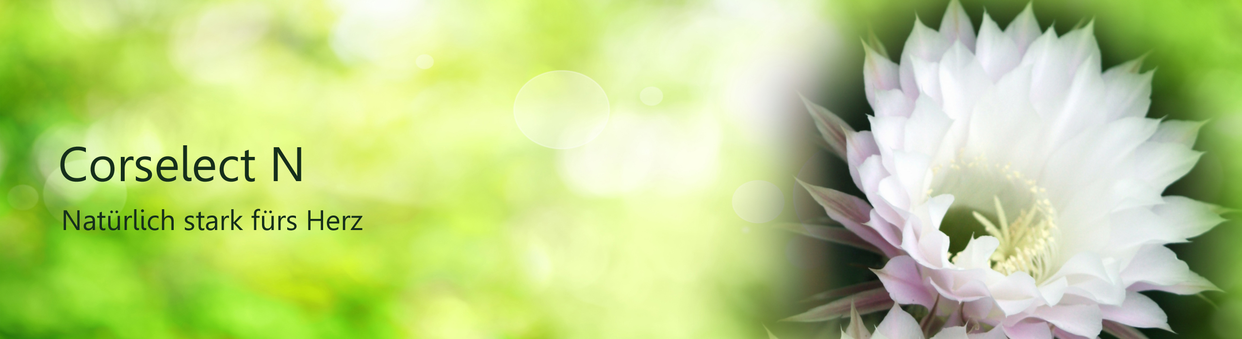 Header Corselect N, Abbildung Blüte Königin der Nacht