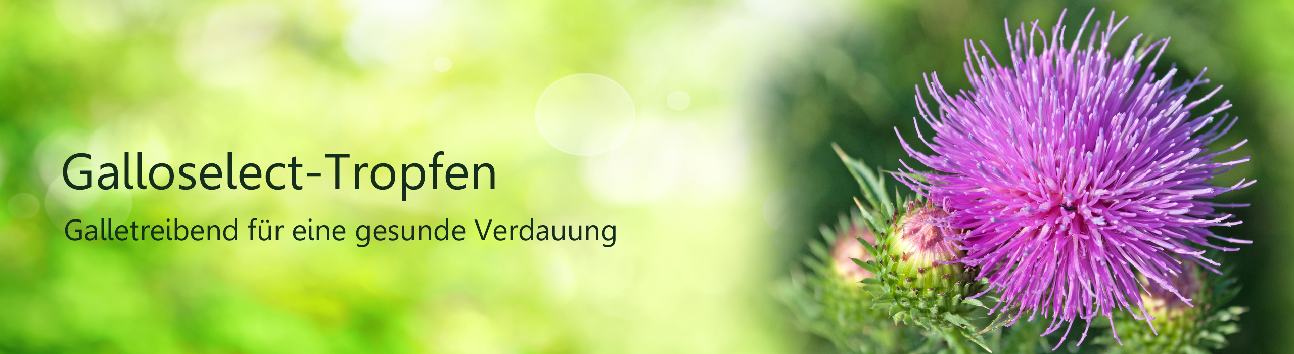 Header Galloselect-Tropfen, Abbildung Mariendistel