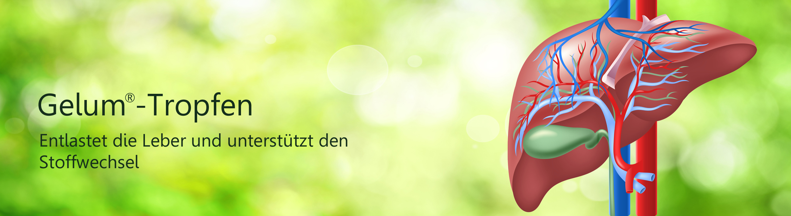 Header Gelum-Tropfen, Abbildung Leber