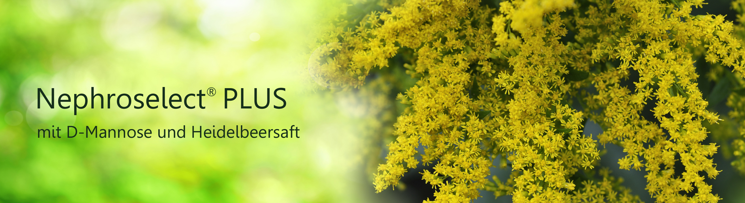 Header Nephroselect PLUS, Abbildung Goldrute