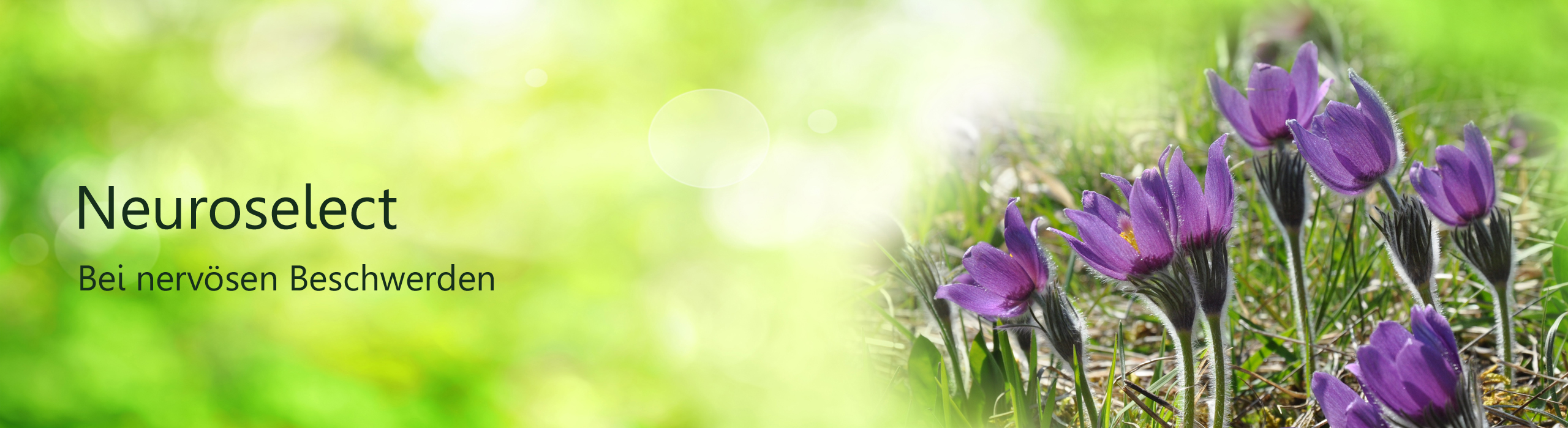 Header Neuroselect, Abbildung Pulsatilla