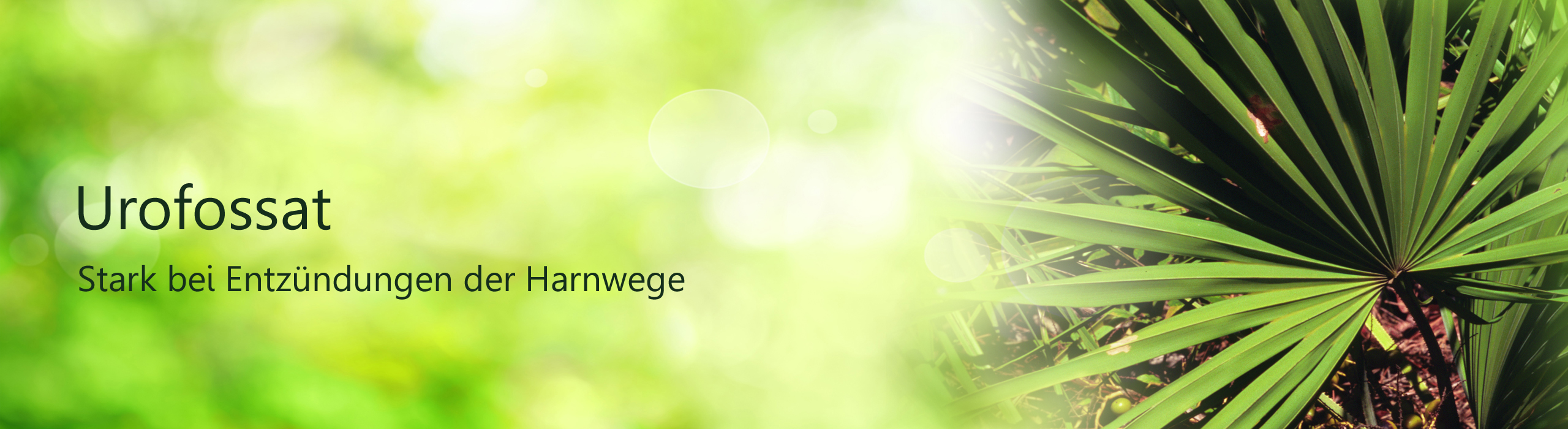 Header Urofossat, Abbildung Sägepalme